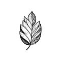 Leaf Icon hand draw black agriculture colour logo symbol perfect Royalty Free Stock Photo