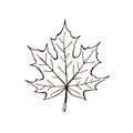 Leaf icon isolated