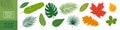 Leaf Icon. Leaf Set. Flat Style. Royalty Free Stock Photo