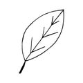Leaf icon, sticker, decor, scrapbook. sketch hand drawn doodle. scandinavian monochrome minimalism. summer spring decor