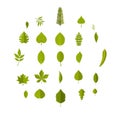 Leaf icons set, flat style