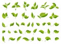 Leaf icons set. Set green leaves design elements. Various shapes leaves trees and plants.