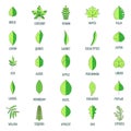 Leaf icons set vector color Royalty Free Stock Photo