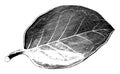 Leaf of Ilex Aquifolium Hendersoni vintage illustration