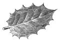 Leaf of Ilex Aquifolium Ovata vintage illustration