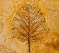 The Leaf imprint Royalty Free Stock Photo