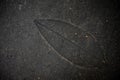 Leaf imprint on cement texture background Royalty Free Stock Photo