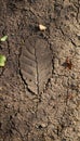 Leaf Imprint On Drying Cracking Soil Royalty Free Stock Photo