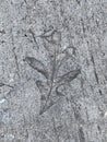 Leaf Imprint Fossil in Concrete