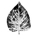 Leaf imprints illustration