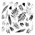 Leaf imprints. Leaves on white background. Vector illustration.