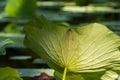 Big leaf of an Indian or sacred lotus Royalty Free Stock Photo