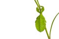 leaf insect Royalty Free Stock Photo