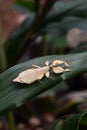 Leaf insect aka Phyllium celebicum Royalty Free Stock Photo