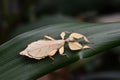 Leaf insect aka Phyllium celebicum Royalty Free Stock Photo