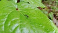 Leaf insect Antenna Rainieria, Leaf fly