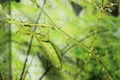 Leaf insect Royalty Free Stock Photo