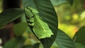 Leaf Insect the green Phylliidae sticking under a leaf and well camouflaged and themes towards the stem