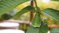 Leaf Insect the green Phylliidae sticking under a leaf and well camouflaged and themes towards the stem