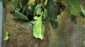 Leaf Insect the green Phylliidae sticking under a leaf and well camouflaged and themes towards the stem