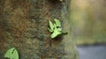 Leaf Insect the green Phylliidae sticking under a leaf and well camouflaged and themes towards the stem Royalty Free Stock Photo