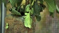 Leaf Insect the green Phylliidae sticking under a leaf and well camouflaged and themes towards the stem Royalty Free Stock Photo