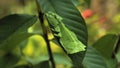 Leaf Insect the green Phylliidae sticking under a leaf and well camouflaged and themes towards the stem Royalty Free Stock Photo