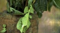 Leaf Insect the green Phylliidae sticking under a leaf and well camouflaged and themes towards the stem Royalty Free Stock Photo