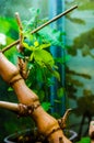 Leaf insect Royalty Free Stock Photo