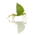 Leaf insect, Phylliidae - Phyllium sp Royalty Free Stock Photo