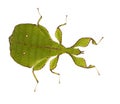 Leaf insect, Phylliidae - Phyllium sp