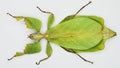 Leaf insect Phyllium celebicum isolated on white. Amazing green insect that looks like a tree leaf. Collection insects, mimicry, Royalty Free Stock Photo