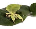 Leaf insect, Phyllium giganteum Royalty Free Stock Photo