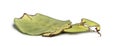 Leaf insect, Phyllium giganteum, in front of white background