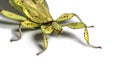 Leaf insect, Phyllium giganteum, in front of white background