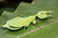 Leaf Insect. Royalty Free Stock Photo