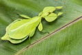 Leaf Insect. Royalty Free Stock Photo