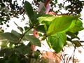 Leaf insect phyllium stay on a branch of green tree in a forest. Royalty Free Stock Photo