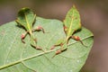 Leaf insect Phyllium westwoodi