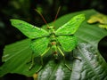 Leaf insect in Thailand   Made With Generative AI illustration Royalty Free Stock Photo