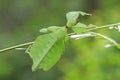 Leaf insect in Thailand. Royalty Free Stock Photo