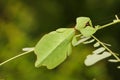 Leaf insect in Thailand. Royalty Free Stock Photo