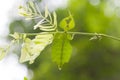 Leaf insect in Thailand.