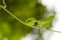 Leaf insect in Thailand. Royalty Free Stock Photo