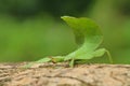 Leaf insect in Thailand. Royalty Free Stock Photo
