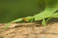 Leaf insect in Thailand. Royalty Free Stock Photo