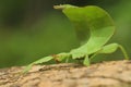 Leaf insect in Thailand. Royalty Free Stock Photo