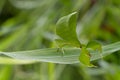 Leaf insect in Thailand. Royalty Free Stock Photo