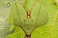 Leaf insect in Thailand. Royalty Free Stock Photo