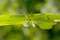 Leaf insect in Thailand. Royalty Free Stock Photo